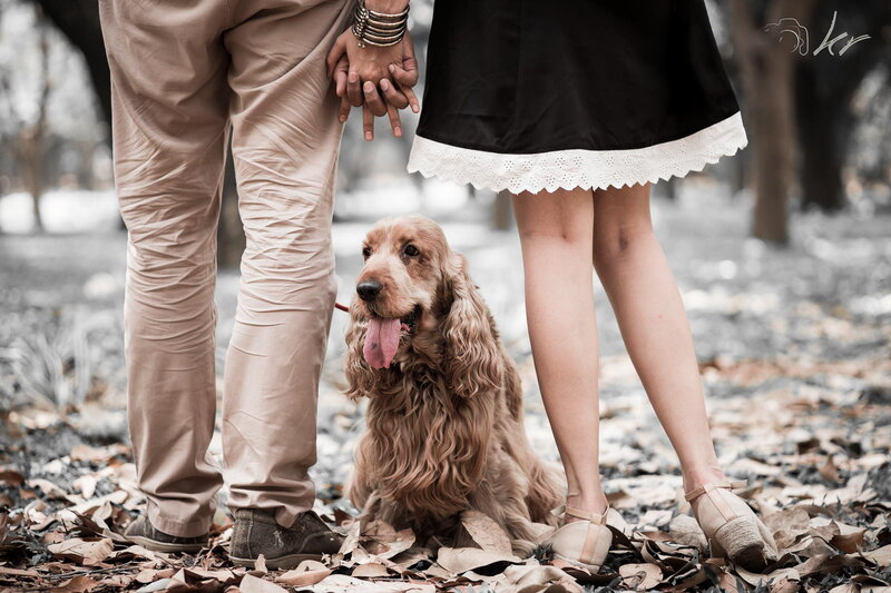 Cocker Spaniel Dog — Brown, Serene, Autumn