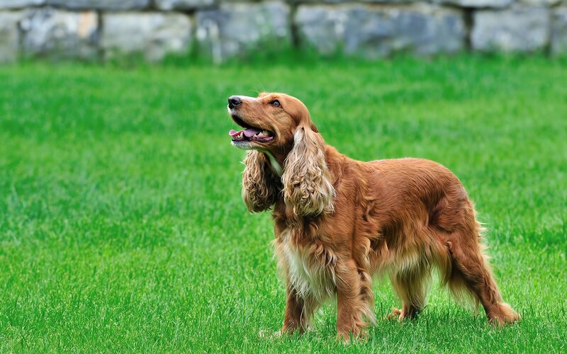 Cocker Spaniel Dog — Calm