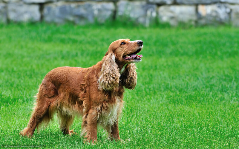 Cocker Spaniel Dog — Green, Calm, Afternoon, Photograph, Grass