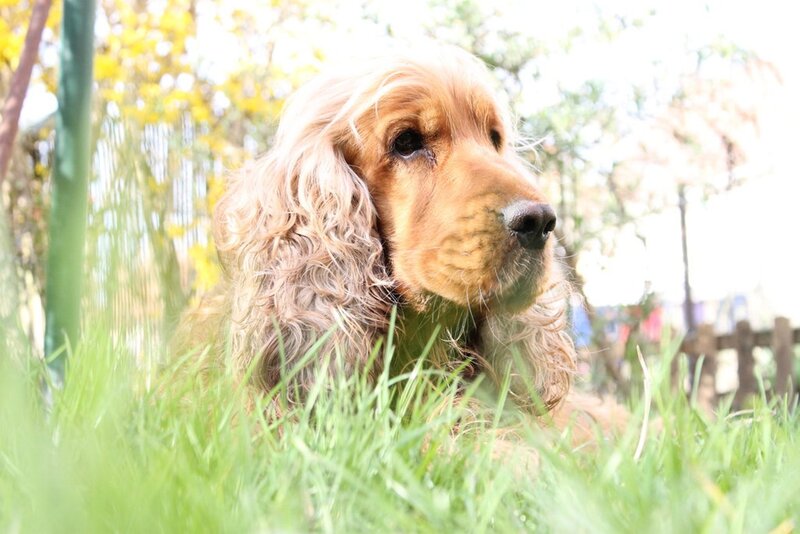 Cocker Spaniel Dog — Green, Calm, Afternoon, Photograph