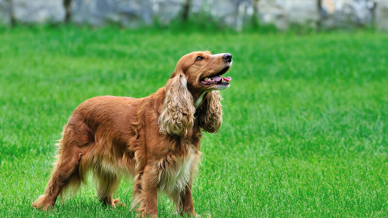 Cocker Spaniel Dog — Green, Calm