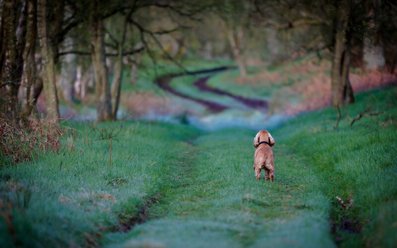 Cocker Spaniel Dog — Green, Serene, Morning