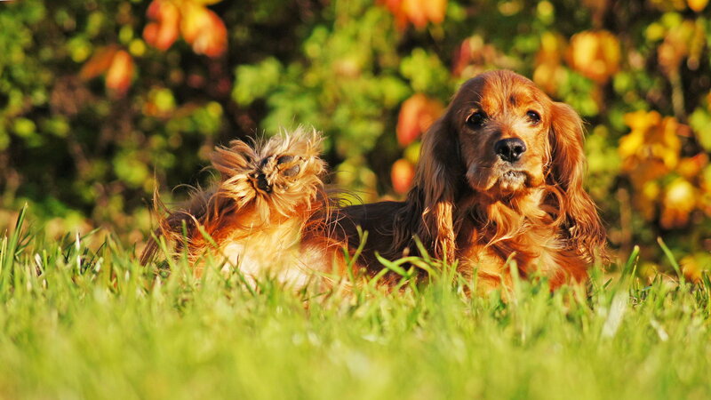 Cocker Spaniel Dog — Green, Serene