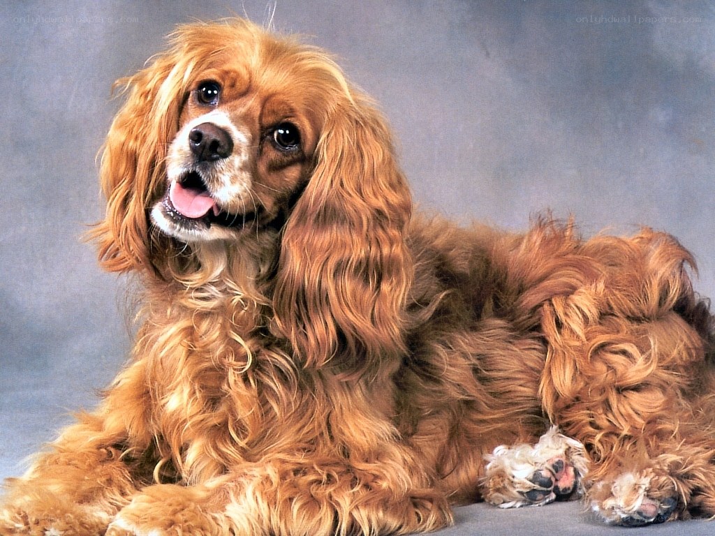 Cocker spaniel dog portrait