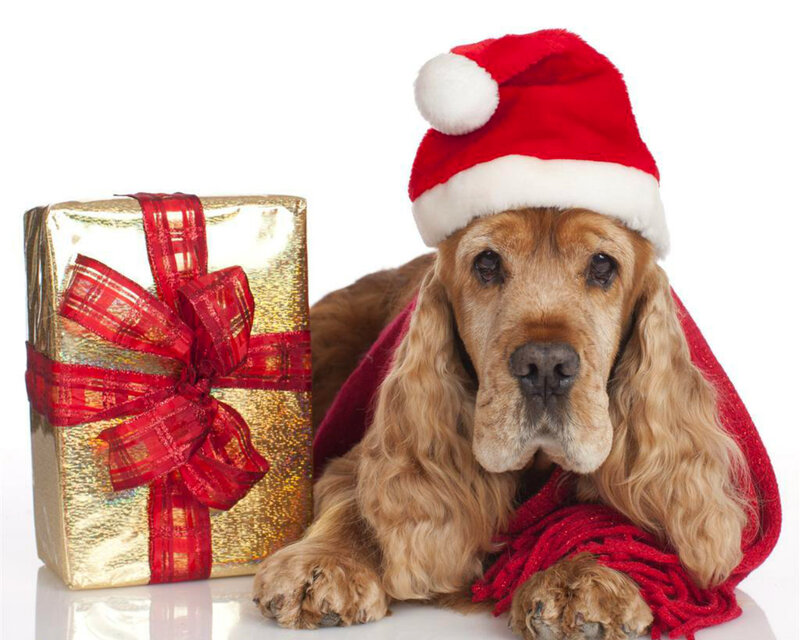 Cocker Spaniel Dog — Red, Festive