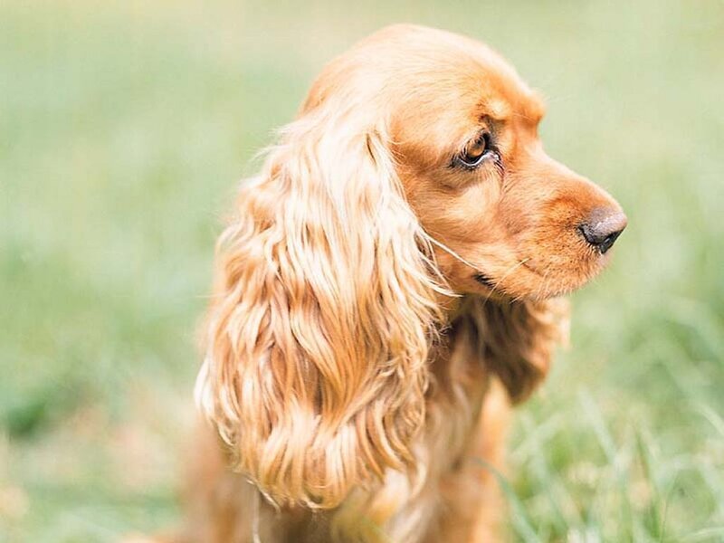 Cocker Spaniel Dog