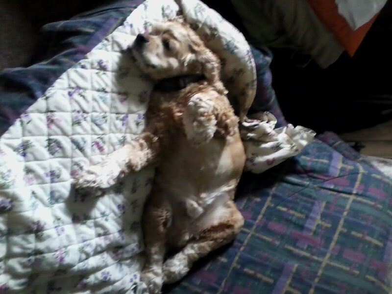 Cocker Spaniel Dog — White
