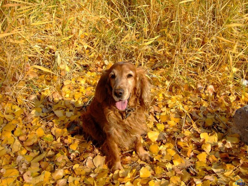 Cocker Spaniel Dog — Yellow