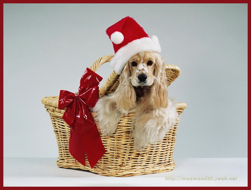 Cocker Spaniel in Basket