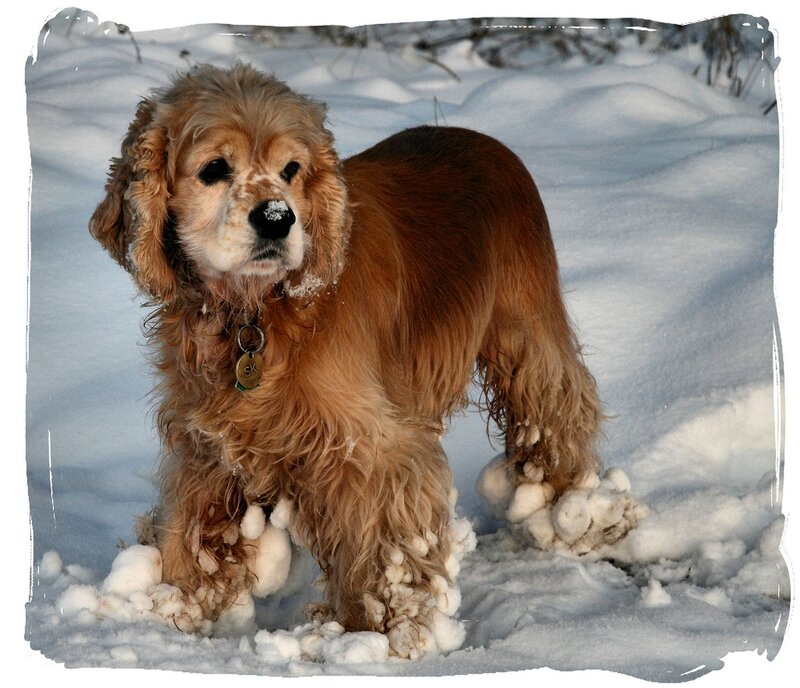 Cocker Spaniel in Snow — Brown, Calm