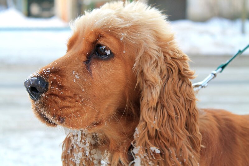 Cocker Spaniel in Snow — Brown, Calm, Winter