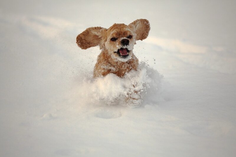 Cocker Spaniel in Snow