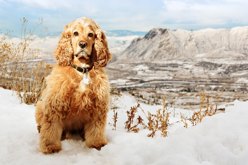 Cocker Spaniel in Snow — White