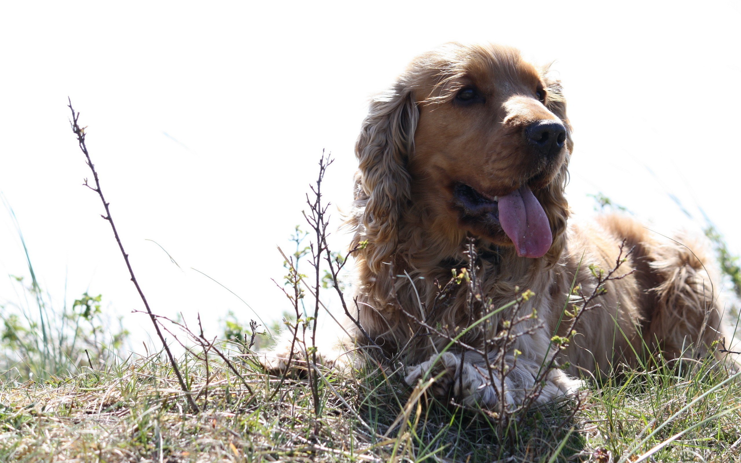 Cocker spaniel in the grass