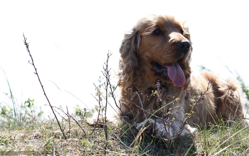 Cocker spaniel in the grass