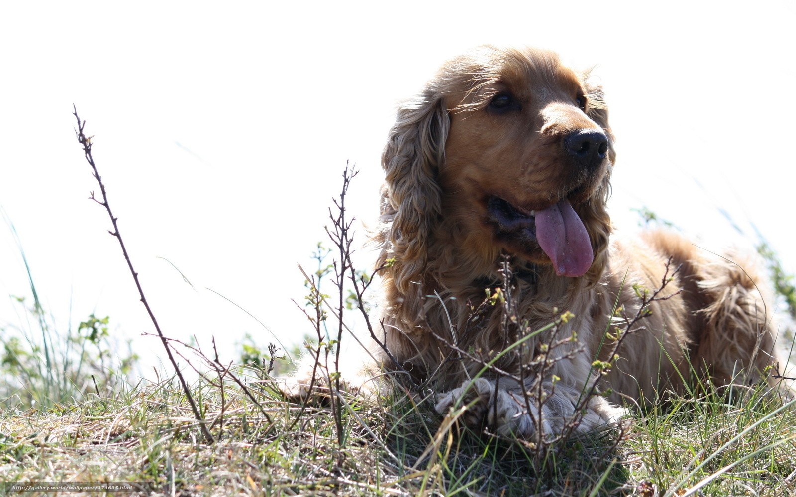 Cocker spaniel in the grass