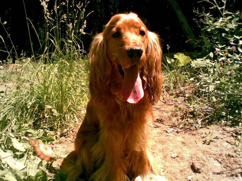 Cocker spaniel in the sun