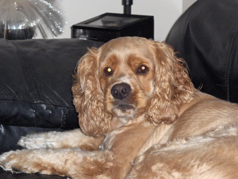 Cocker spaniel on a couch