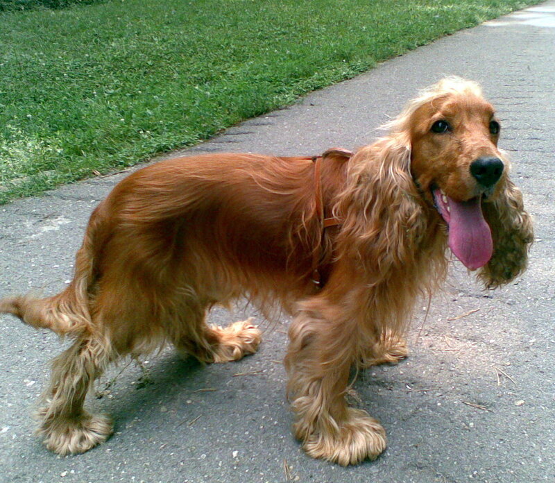 Cocker spaniel on a walk