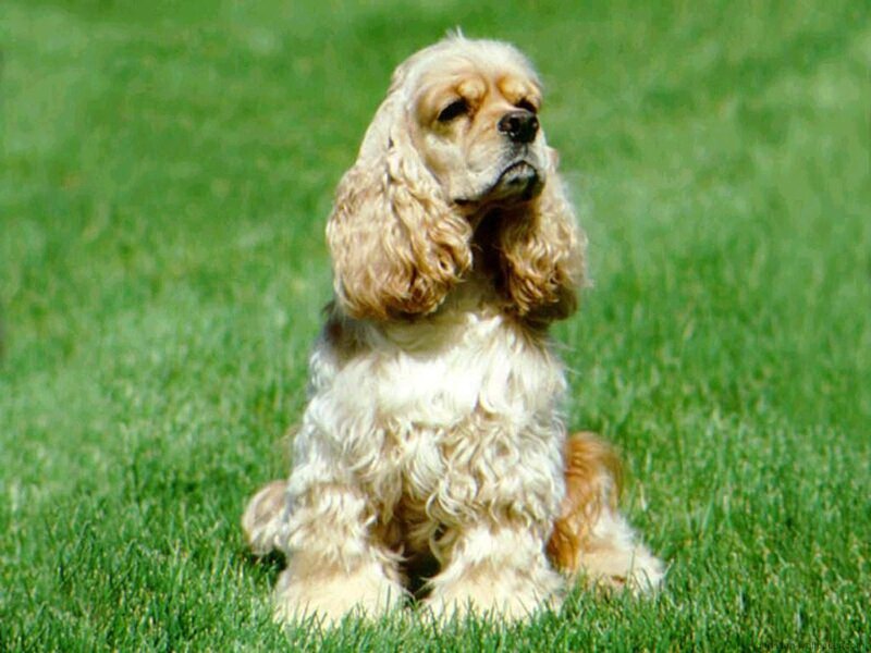 Cocker spaniel on grass
