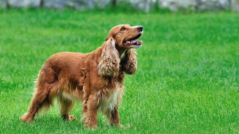 Cocker spaniel on green grass