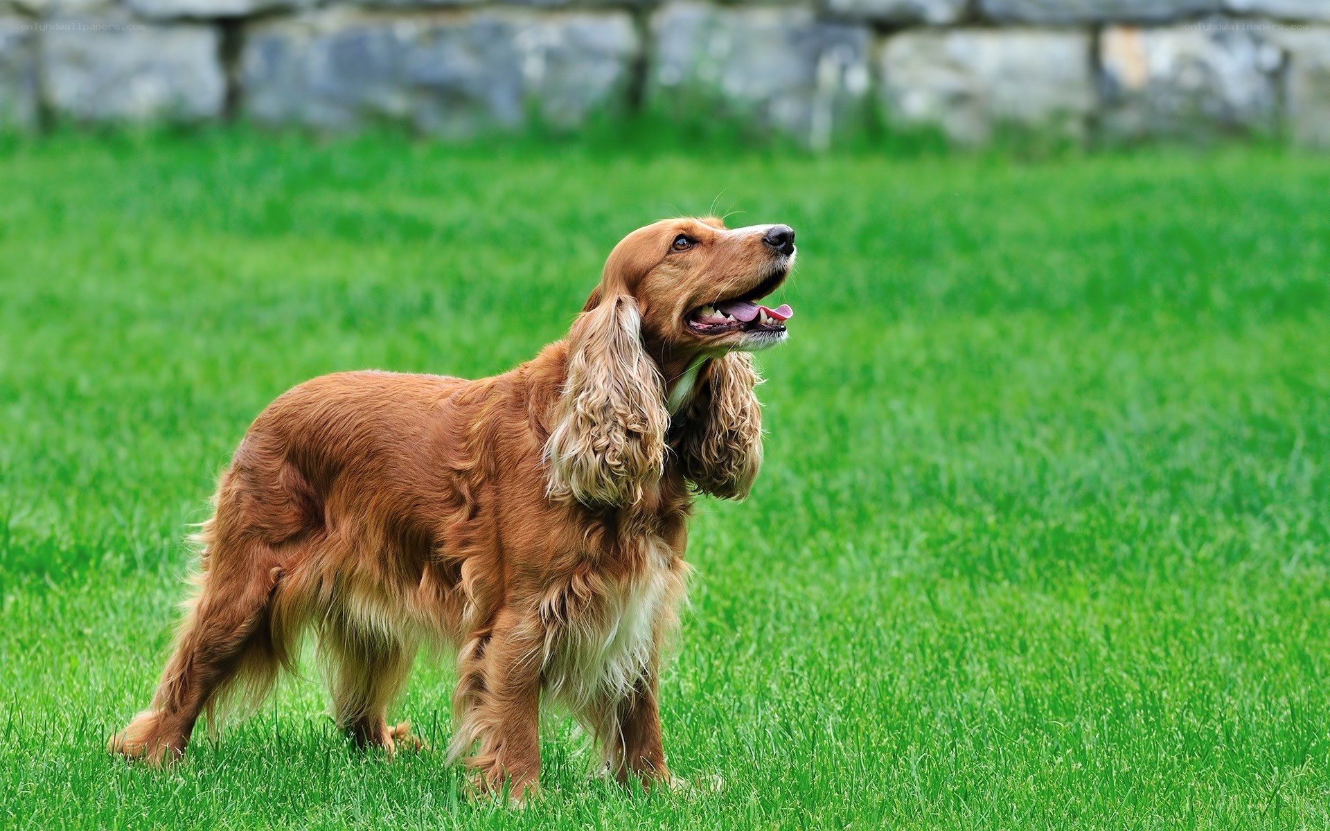 Cocker spaniel on green grass