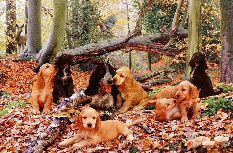 Cocker Spaniel Puppies — Brown, Serene, Autumn