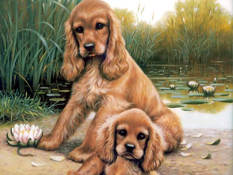 Cocker Spaniel Puppies — Brown, Serene