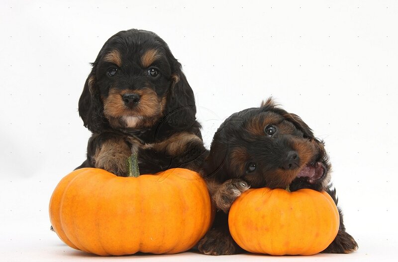 Cocker Spaniel Puppies — Orange
