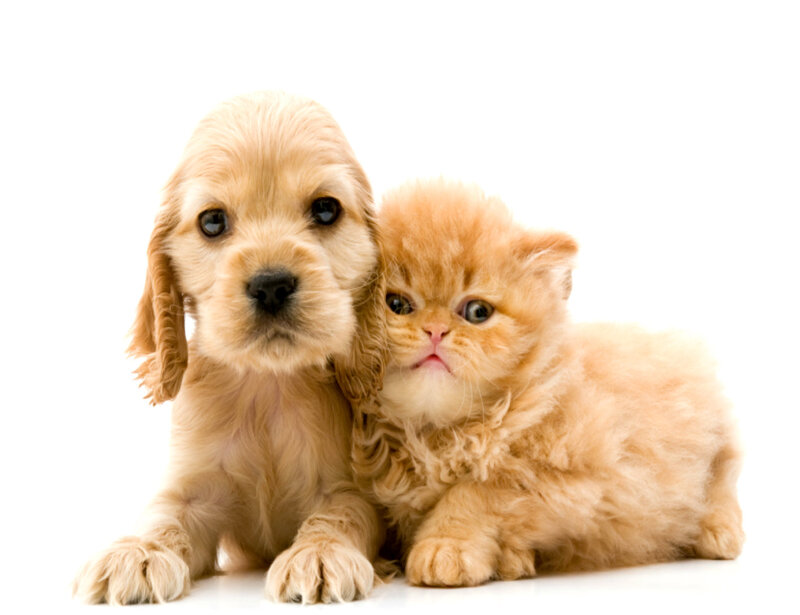 Cocker Spaniel Puppy and Kitten