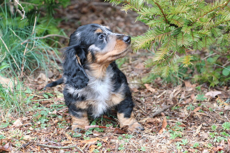 Cocker Spaniel Puppy — Black, Curious