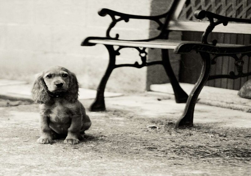 Cocker Spaniel Puppy — Black