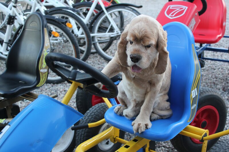 Cocker Spaniel Puppy — Blue, Playful