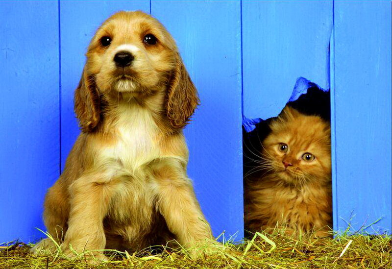 Cocker Spaniel Puppy — Blue