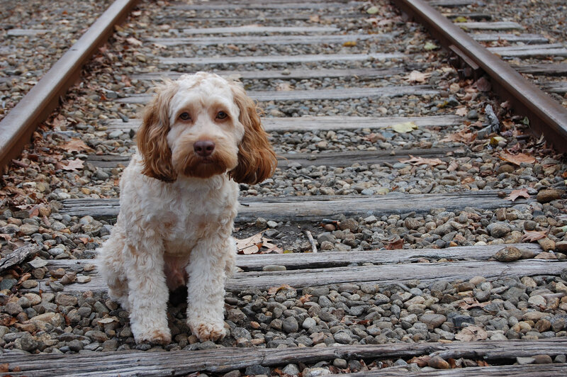 Cocker Spaniel Puppy — Brown, Calm, Autumn