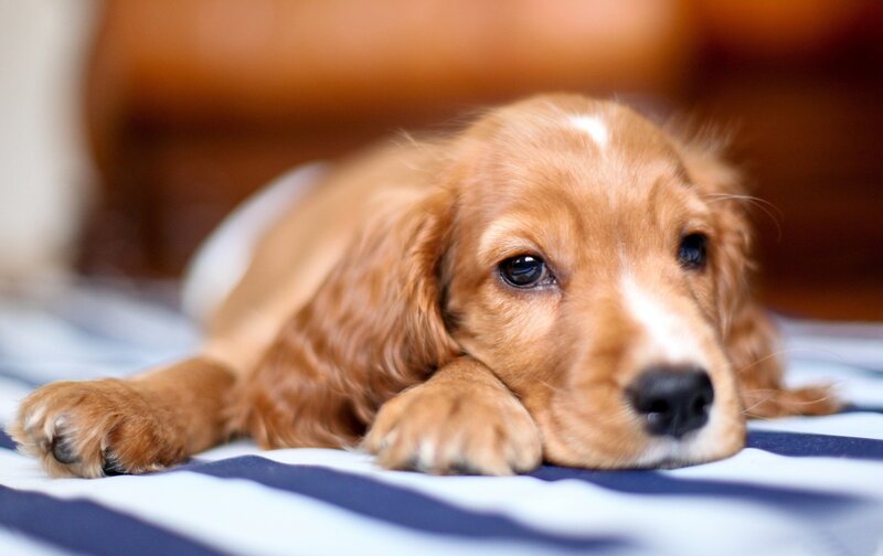 Cocker Spaniel Puppy — Brown, Calm, Photograph, Bed