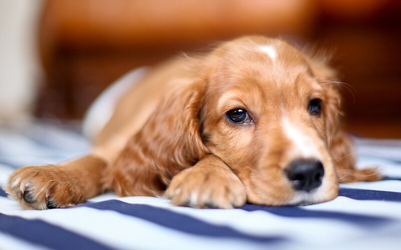 Cocker Spaniel Puppy — Brown, Calm, Photograph, Blanket