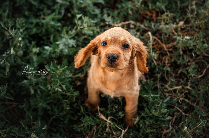 Cocker Spaniel Puppy — Brown, Calm, Photograph, Green Foliage