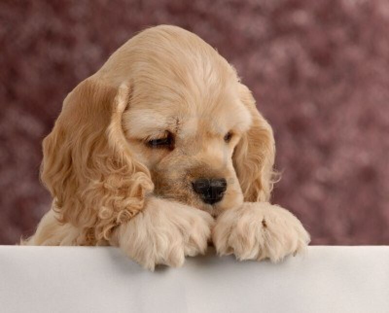 Cocker Spaniel Puppy — Brown, Calm, Photograph, Paws