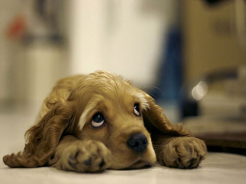 Cocker Spaniel Puppy — Brown, Calm, Photograph