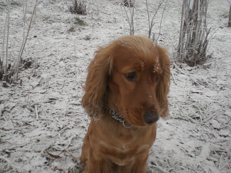Cocker Spaniel Puppy — Brown, Calm, Winter, Photograph