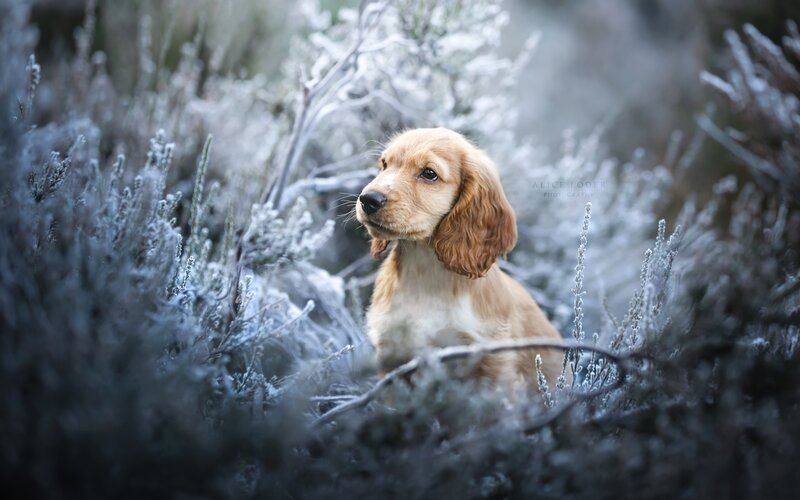 Cocker Spaniel Puppy — Brown, Calm, Winter