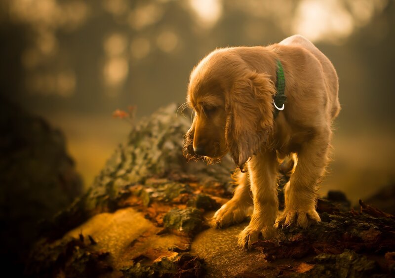 Cocker Spaniel Puppy — Brown, Dramatic