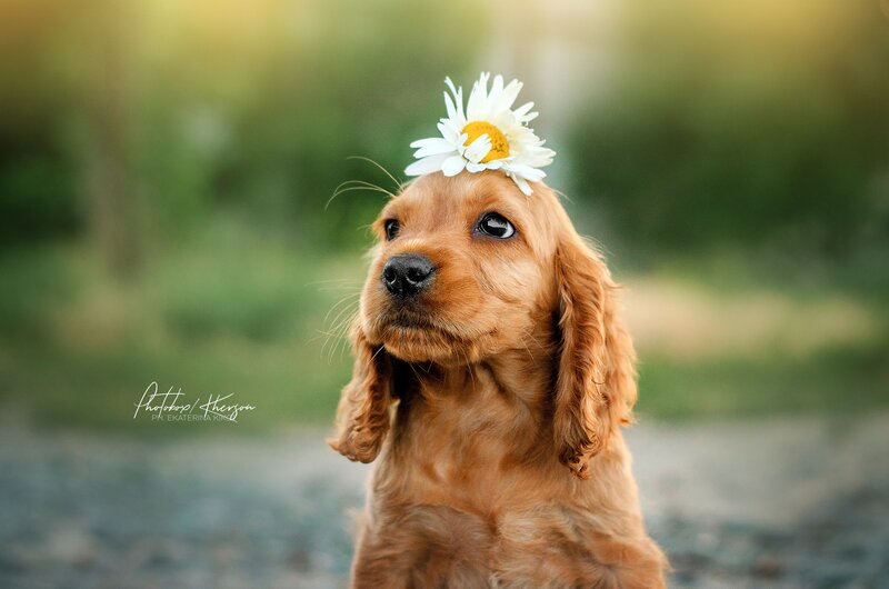 Cocker Spaniel Puppy — Brown, Peaceful, Afternoon