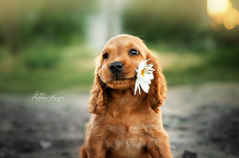 Cocker Spaniel Puppy — Brown, Peaceful