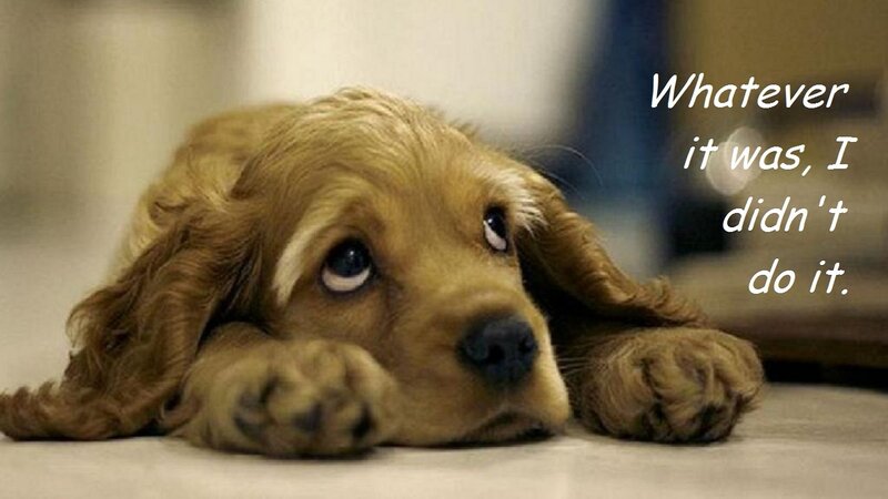 Cocker Spaniel Puppy — Brown, Sad