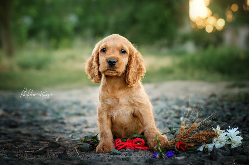 Cocker Spaniel Puppy — Brown, Serene, Sunset, Photograph