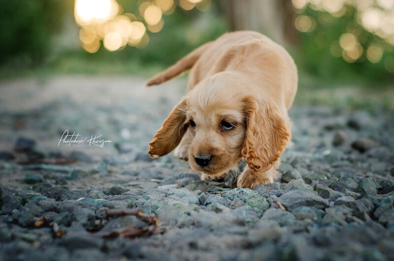 Cocker Spaniel Puppy — Brown, Serene