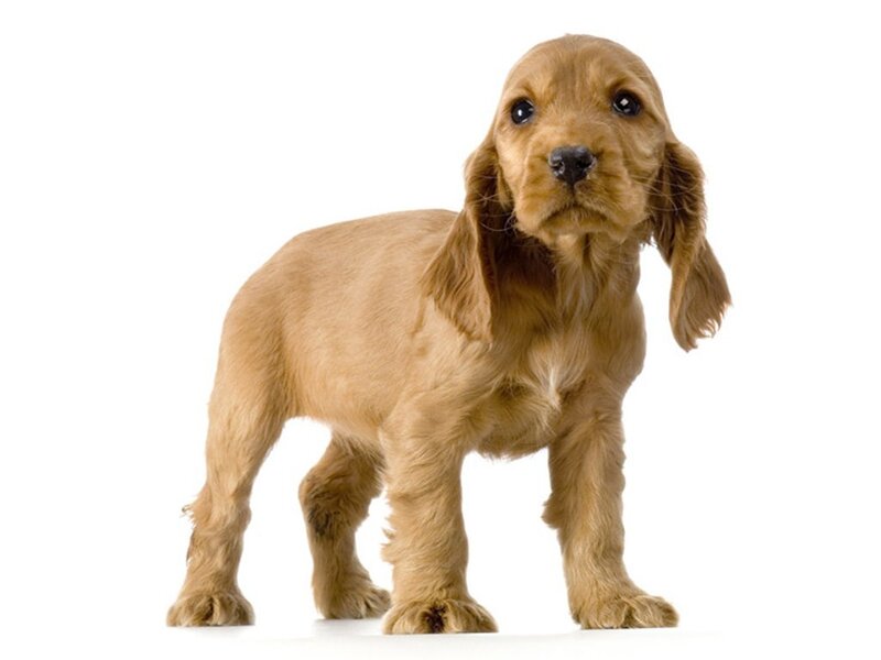 Cocker Spaniel Puppy — Brown