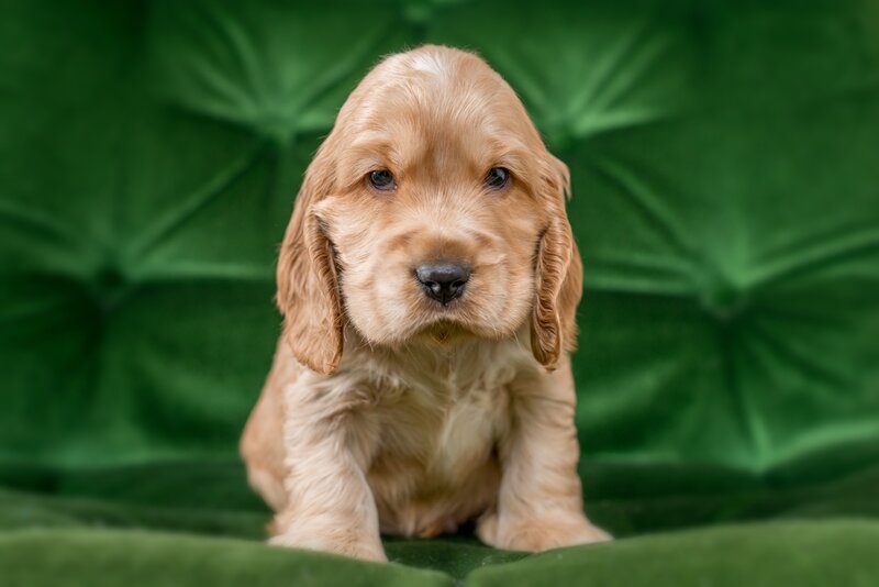 Cocker Spaniel Puppy — Green, Calm, Photograph